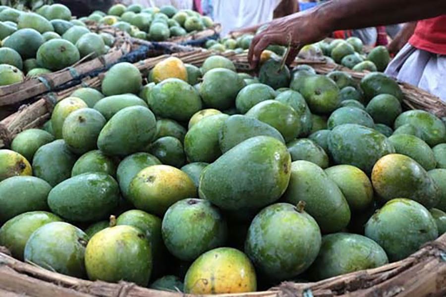 Mango export to seven countries begins