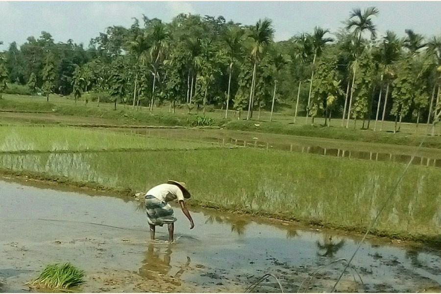 An elderly farmer in Golapganj upazila of Sylhet transplanting Aus paddy seedling on a piece of land on Monday     	— FE Photo