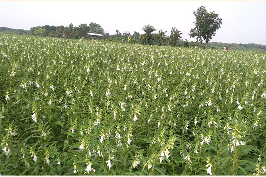 A view of a sesame field at Shibrampur under Magura Sadar. The photo was taken on Monday   	 	— FE Photo