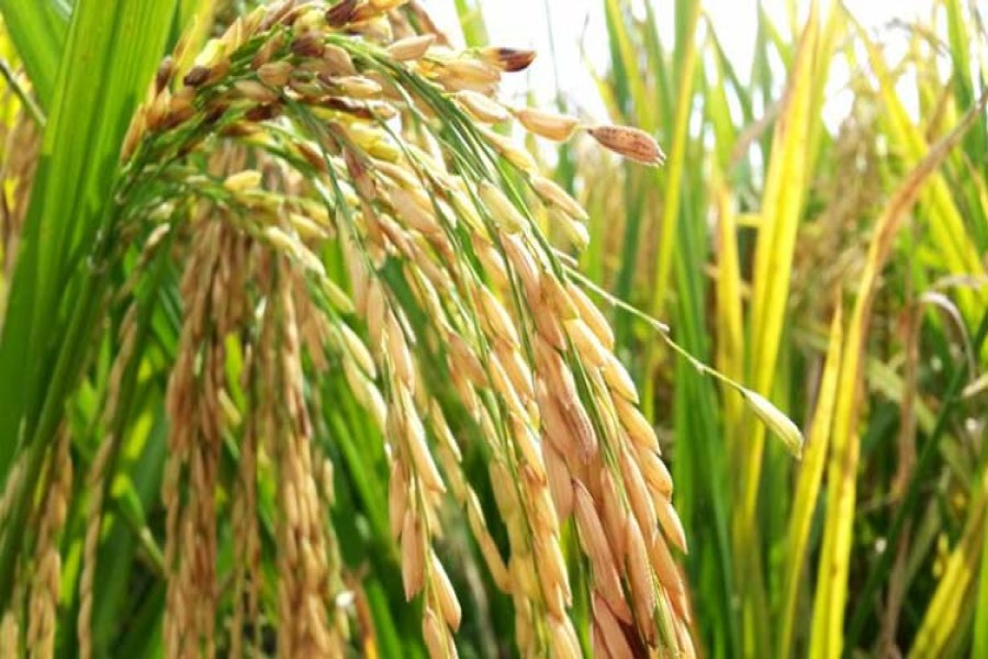 BRRI develops seven high yielding verities of Aman paddy