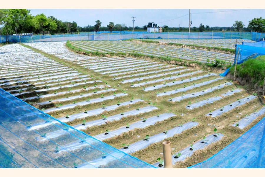 A view of a brinjal field in Godagari upazila of Rajshahi district where growers are using polythene sheets to save the plants from excessive rain water    	— FE Photo