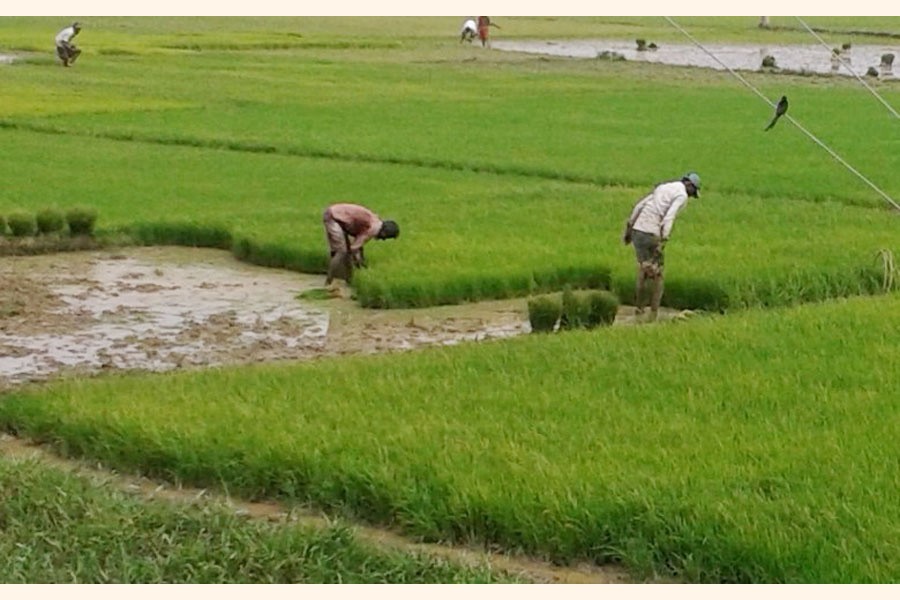 Farmers collecting T-Aman seedlings from seedbeds at a field in Golapganj upazila of Sylhet district on Tuesday	— FE Photo