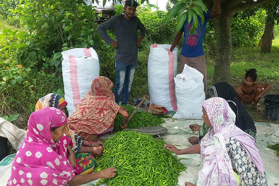 Labourers at a village in Rajshahi sorting out newly-harvested green chilli before sending those to the market     	— FE Photo