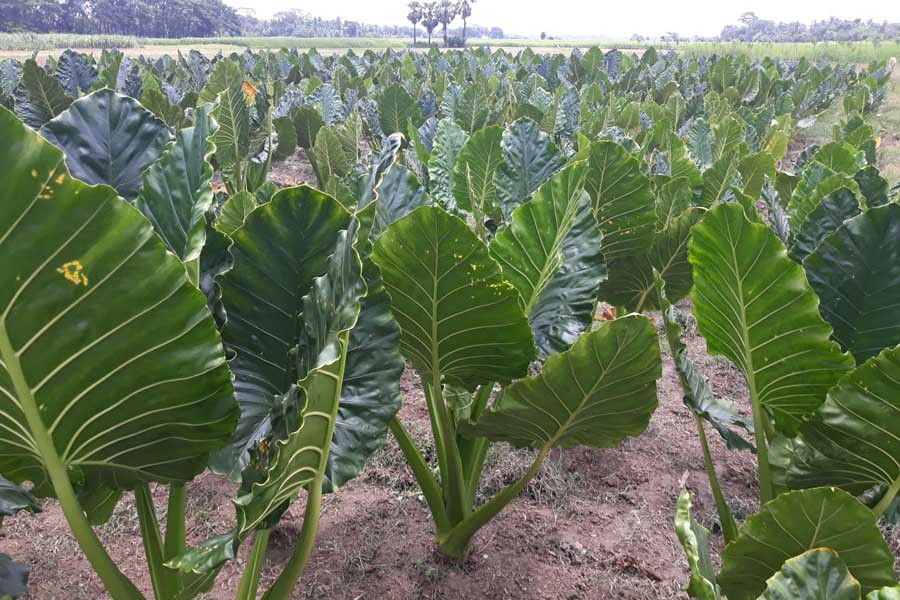 A partial view of an arum field at Charghaga of Jalalabad union under Gopalganj Sadar upazila	—  FE Photo