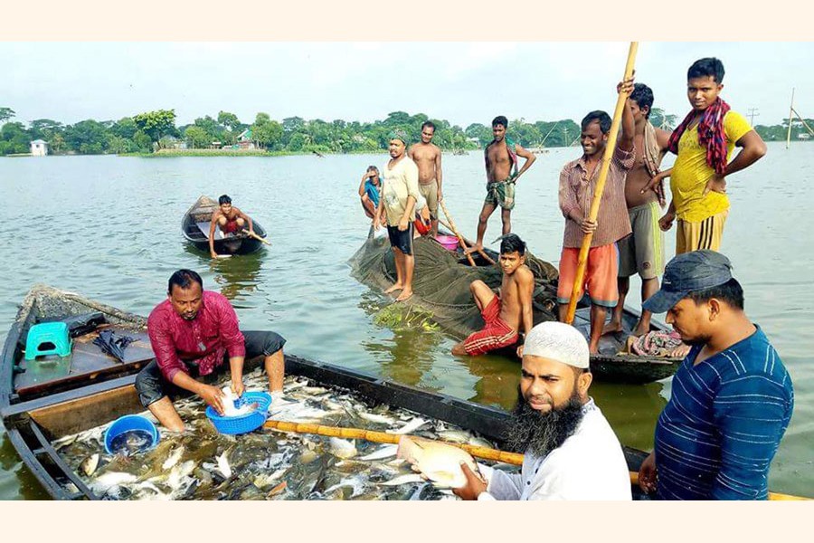 Farmers netting fish from a water body in Daudkandi upazila of Cumilla to sell those in the market       	— FE Photo