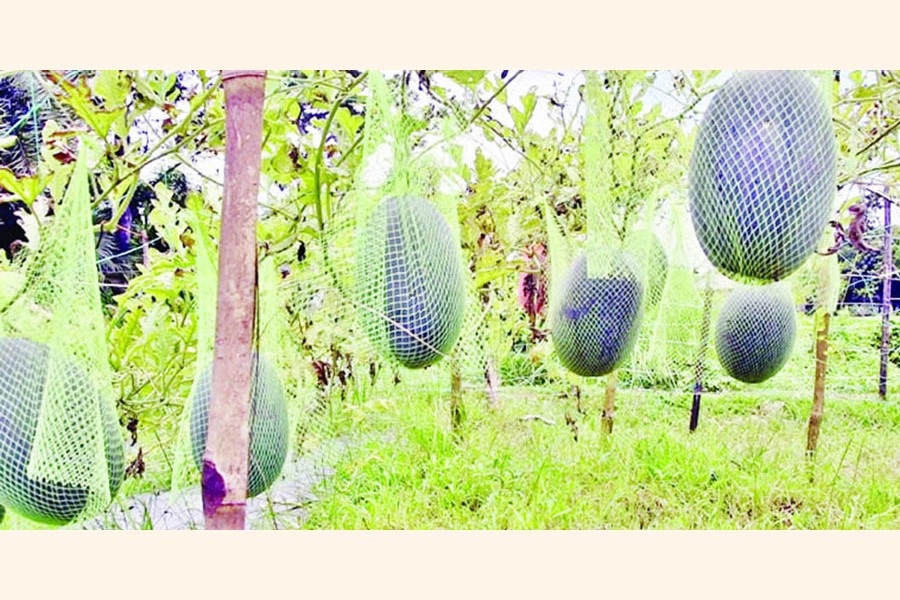 A partial view of a field of hybrid Black Queen watermelon in Comaigari area under Naogaon Sadar upazila               	— FE Photo