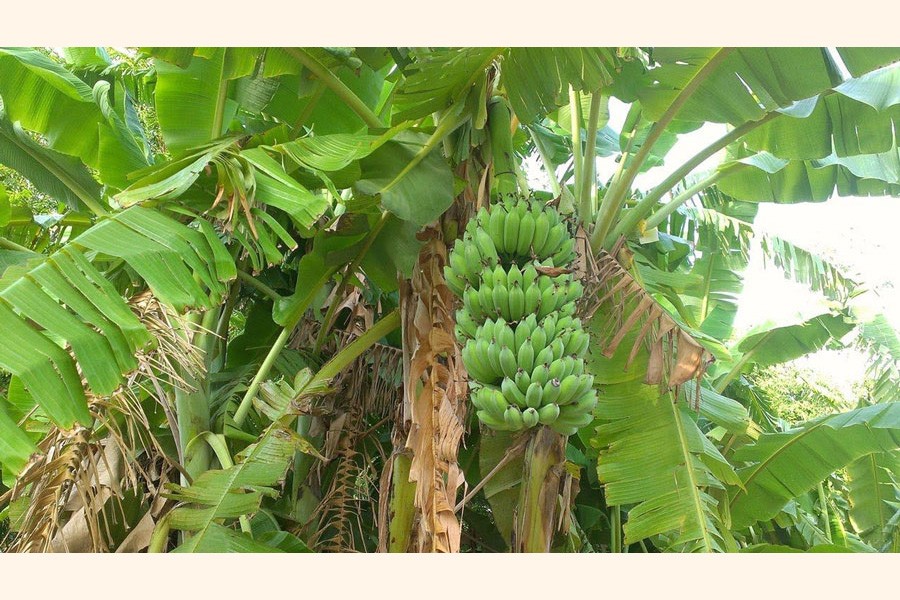 Many Tangail farmers become solvent thru commercial  banana cultivation