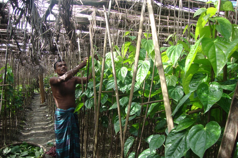 A betel leaf farmer harvesting produce in his field at Charvatpara under Kashiani upazila of Gopalganj district on Wednesday	— FE Photo