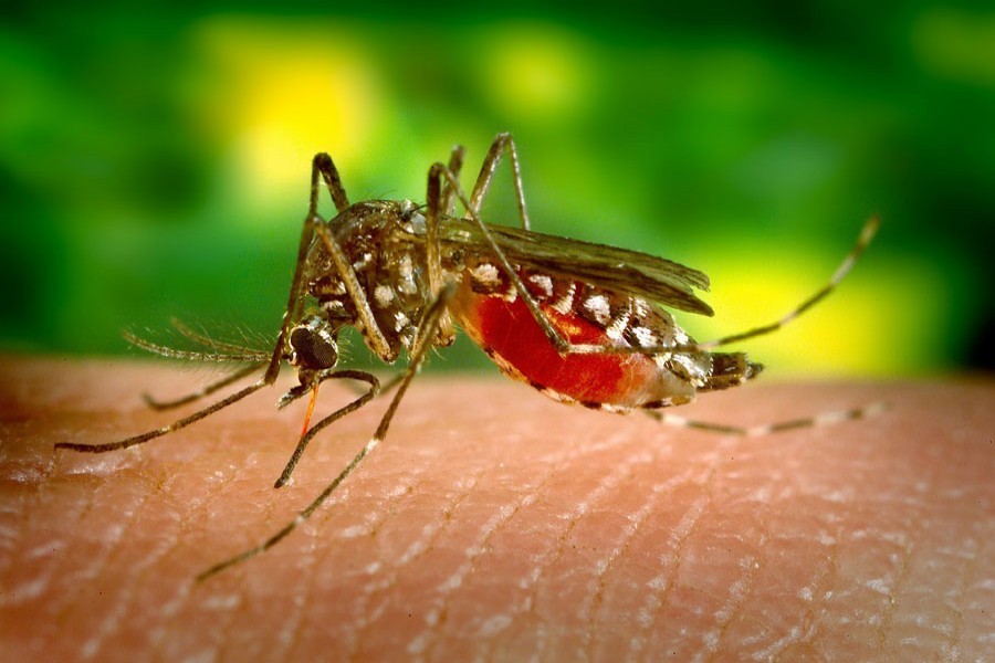 Increasing number of dengue patients get admitted in hospitals