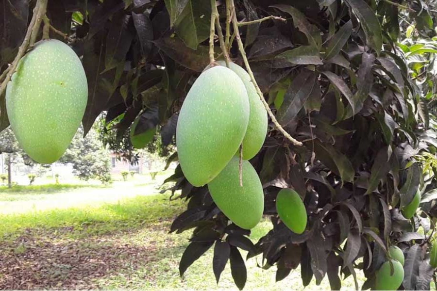 Mango intercropping boon for Rajshahi farmers