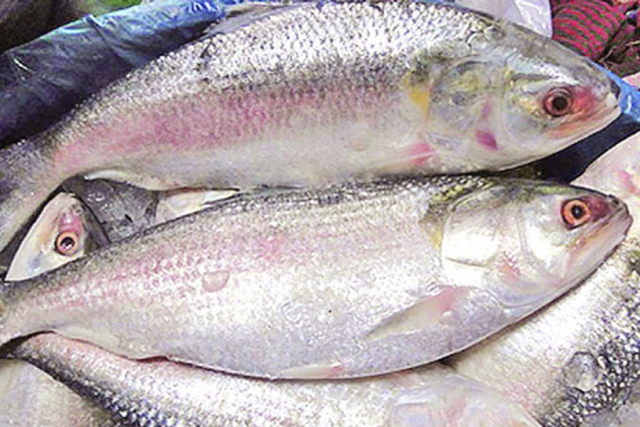 Fishermen rejoice at glut of hilsa