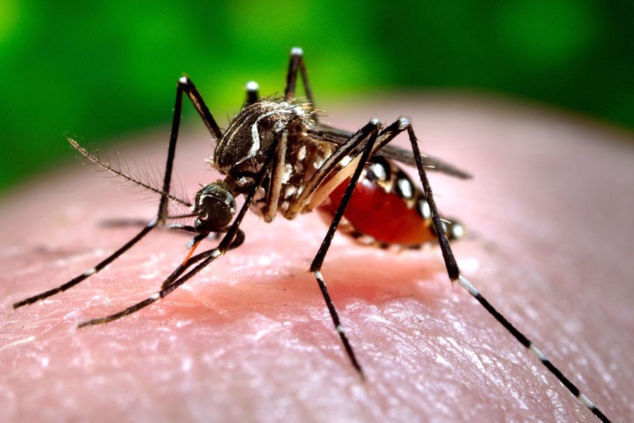 Single-day dengue infections break 18-year record