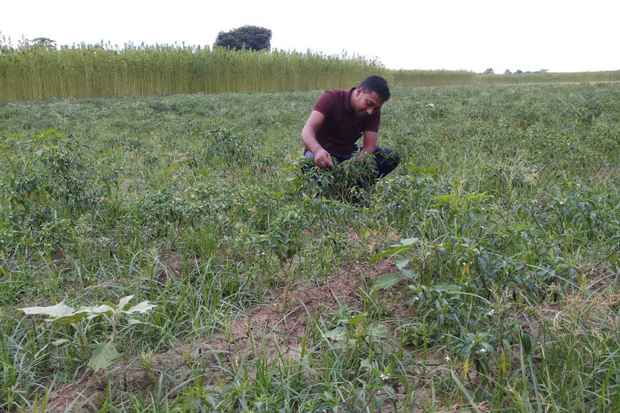 A farmer taking care of his chilli field in Tengakhali village under Magura Sadar upazila on Tuesday	— FE Photo