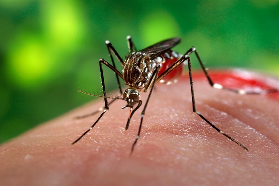 Dengue claims three more lives including minors