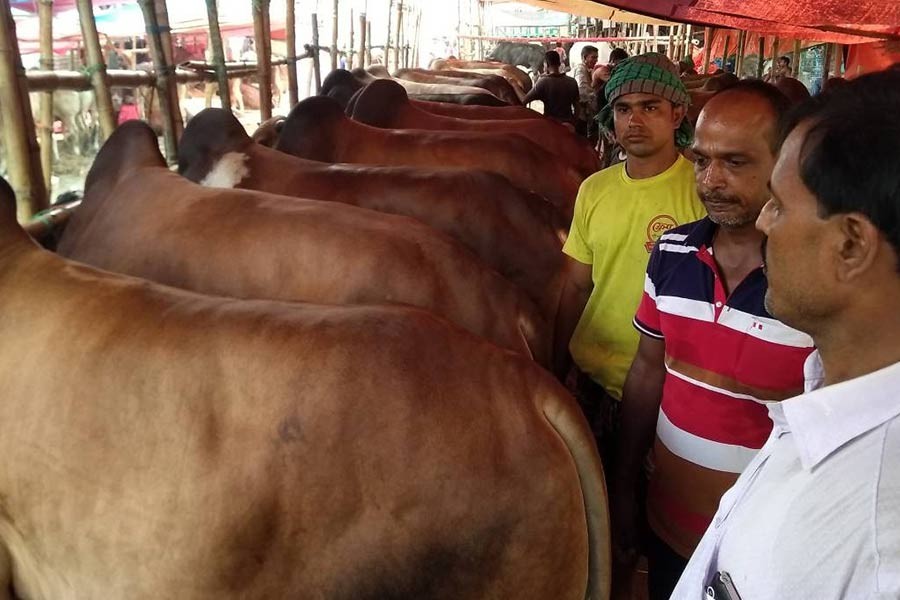 Cattle traders optimistic about making good profit