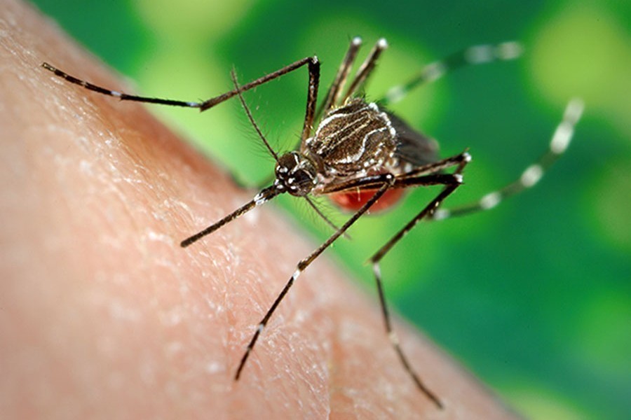 Dengue claims life of another minor