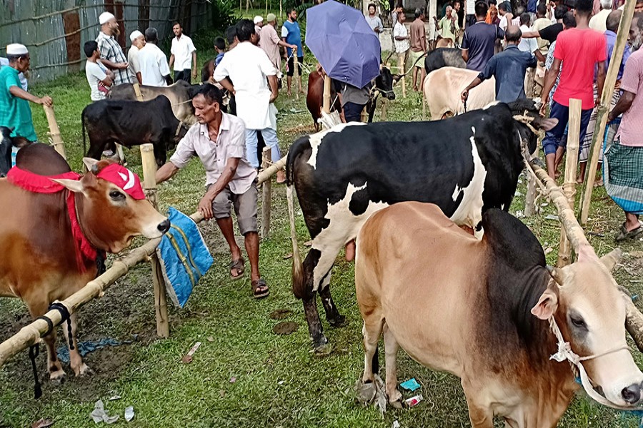 A partial view of the Nisbetganj Cattle Market under Rangpur Sadar upazila	— FE Photo