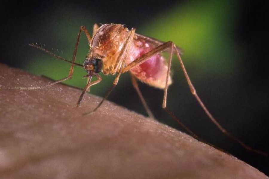 Ten more diagnosed with dengue in Bagerhat