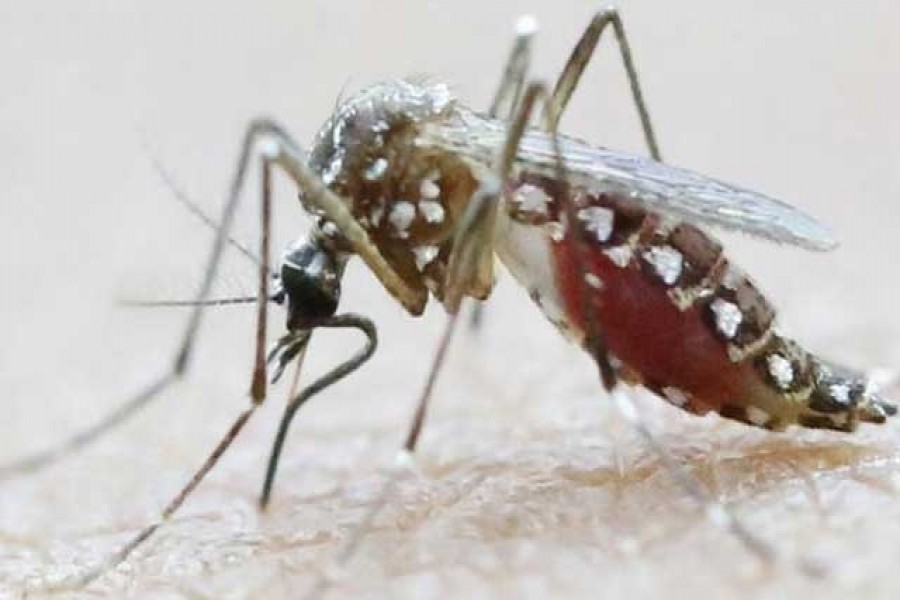 Experts arrive to help control Aedes breeding