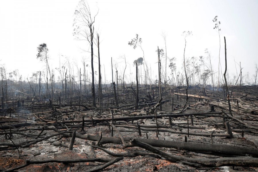 Charred trunks are seen on a tract of Amazon jungle that was recently burned by loggers and farmers in Porto Velho, Brazil August 23, 2019. REUTERS/Ueslei Marcelino