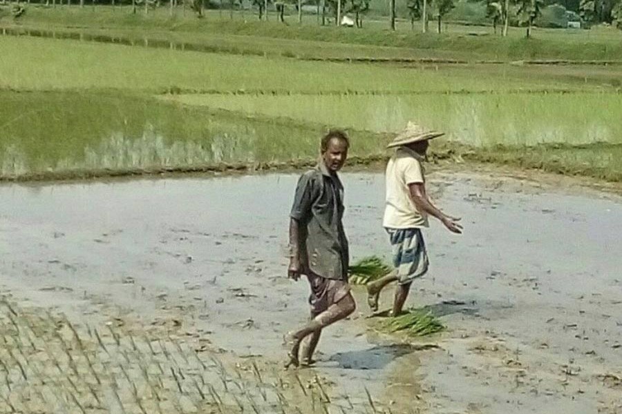 Farm labourers planting T-Aman seedlings on a field under Golapganj upazila of Sylhet district on Wednesday   	— FE Photo