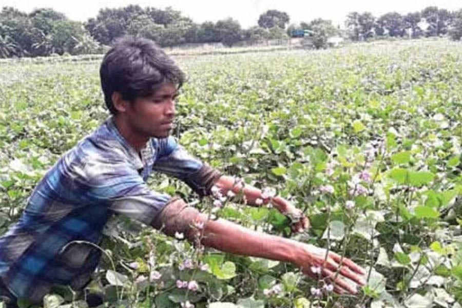 A farmer harvesting off-season bean from his land in Ishwardi upazila of Pabna district on Thursday 	— FE Photo