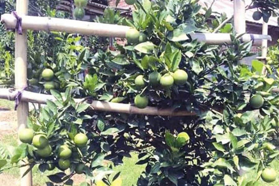 A view of a malta orchard in Khetlal upazila of Joypurhat district 	— FE Photo