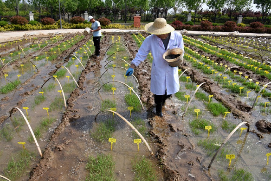 China sets up sea rice breeding station in cold region