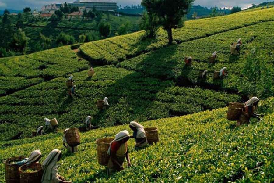 Tea workers deserve better   