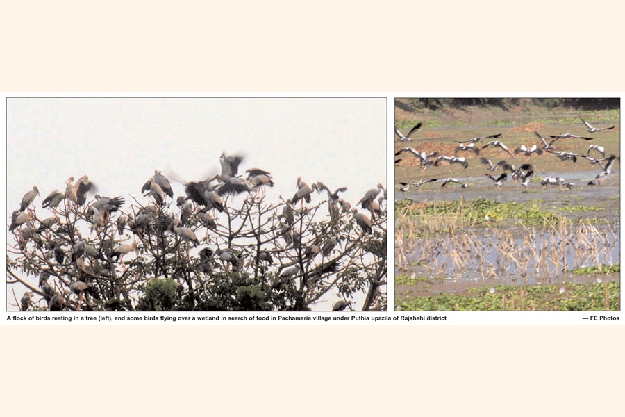 Pochamaria village - a famed bird sanctuary