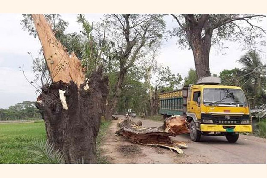 An old tree fell on the the Benapole-Jashore Highway recently   	— FE Photo