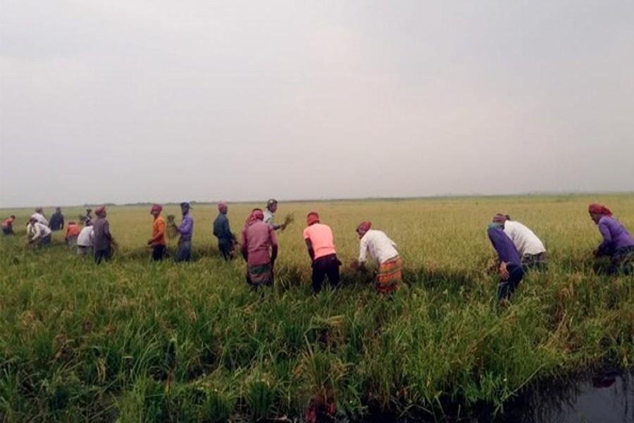 A group of farmers harvesting early-cultivated Boro paddy at a field under Jagannathpur upazila of Sunamganj district on April 13, 2019 — FE Photo