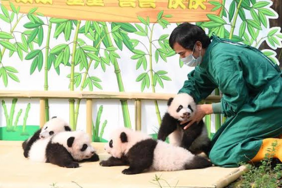 A staff member of Chongqing Zoo takes care of two pairs of newborn giant panda twins at an outdoor naming ceremony in southwest China's Chongqing Municipality, Sept. 30, 2019 - Xinhua/Tang Yi