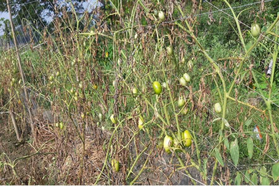 Bulbul takes its toll on Bagerhat tomato farmers