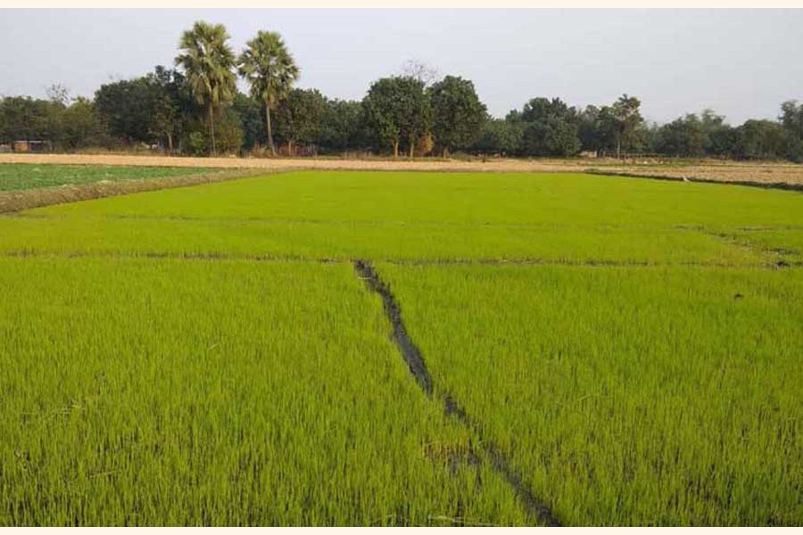 A partial view of a Boro crop land in a village of Chapainawabganj district   		—  UNB Photo