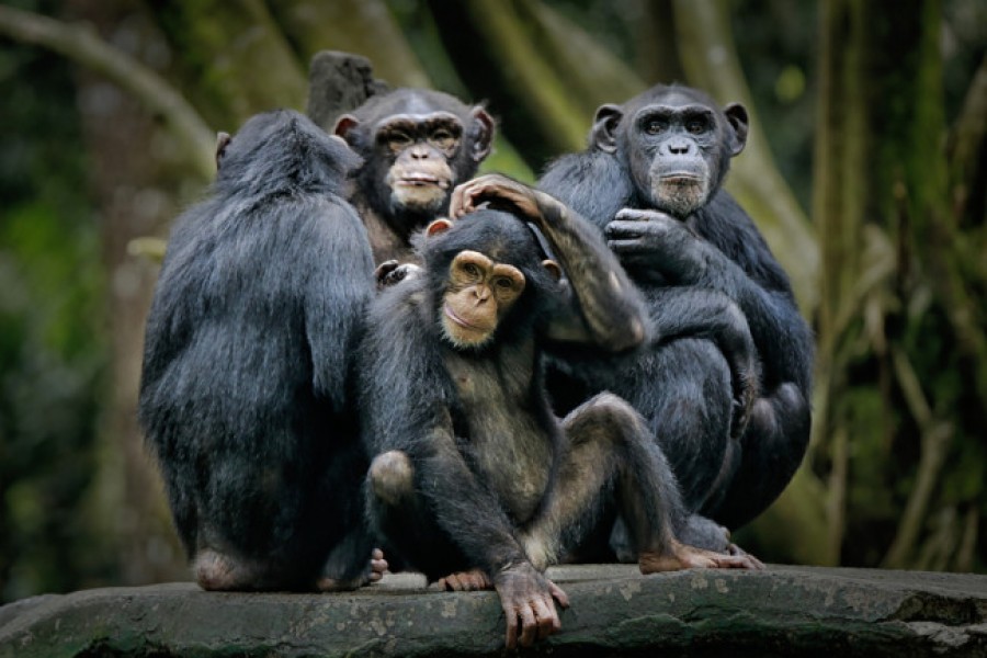 Chimpanzees likely to share tools during complex tasks: Study