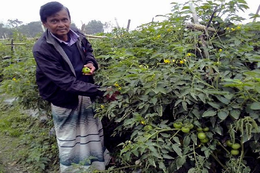 Vegetable farming creates employment opportunity for B'baria youths