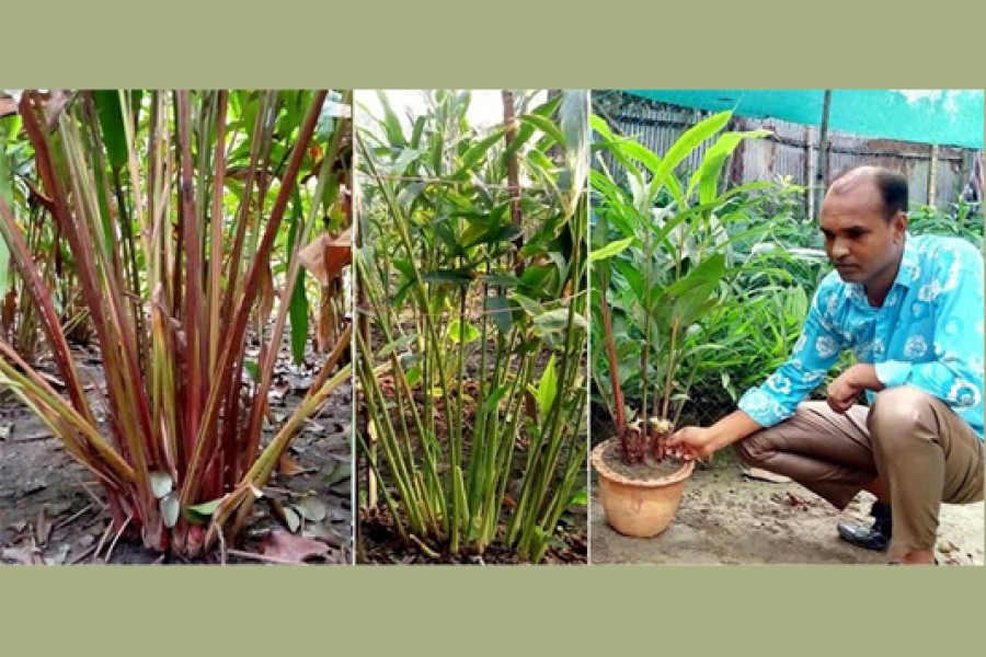 Rezaul succeeds in cardamom cultivation in Roumari