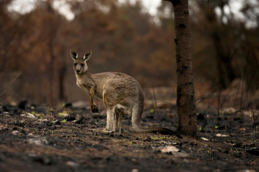 FILE PHOTO: An injured kangaroo with a joey in its pouch, limps through burnt bushland in Cobargo, Australia January 9, 2020. REUTERS/Tracey Nearmy/File Photo