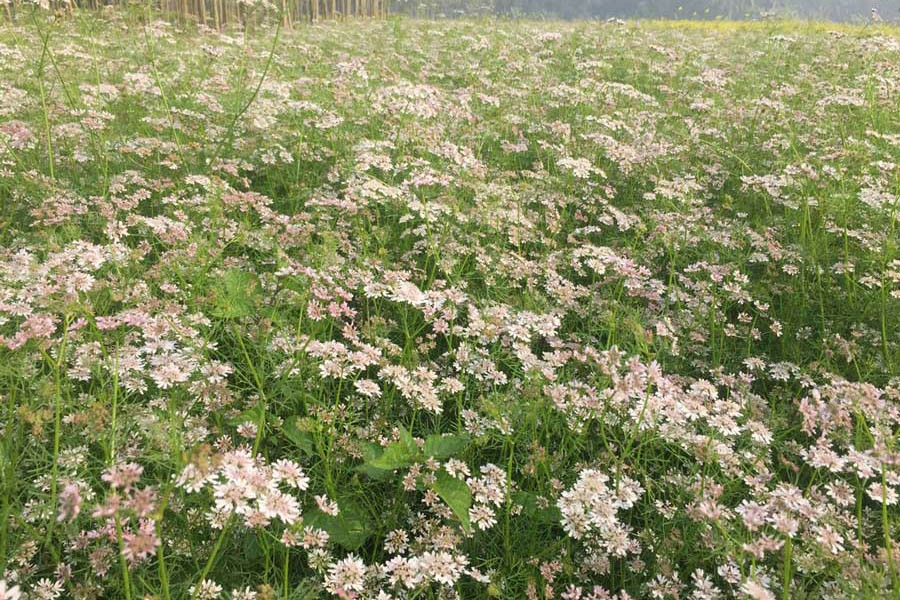 A partial view of a coriander field at a village under Magura Sadar upazila 	— FE Photo