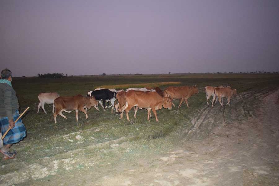 A cattle rearer on his way back home with his animals in the sunset in Faridpur	— FE Photo