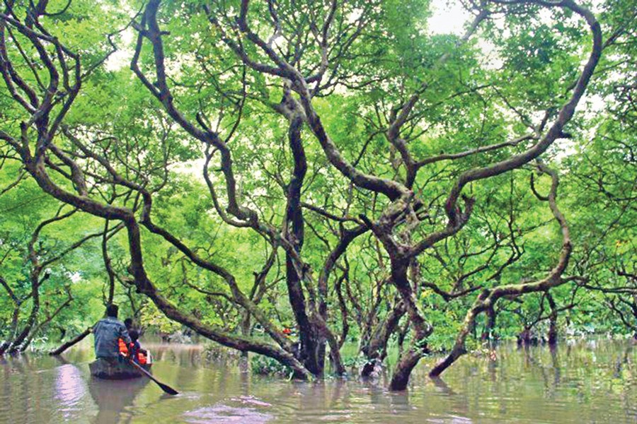 Taking care of the Sundarbans   