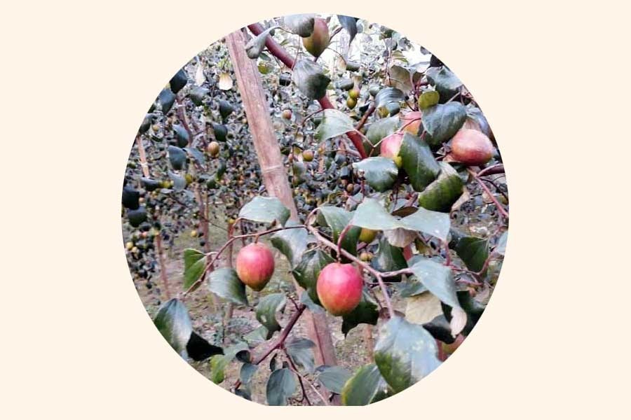 Shariatpur cultivators achieves success in growing apple jujube