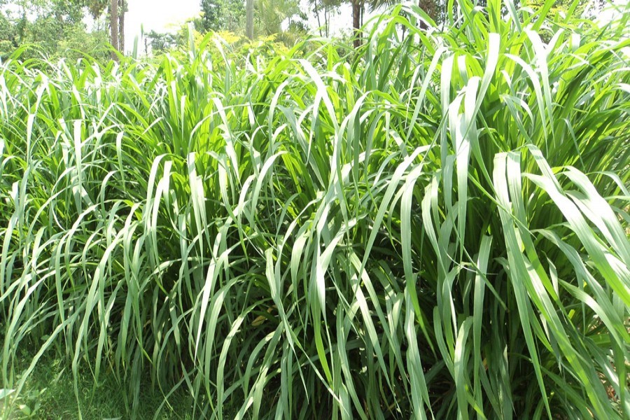 Napier grass farming proves lucrative in Rangpur district