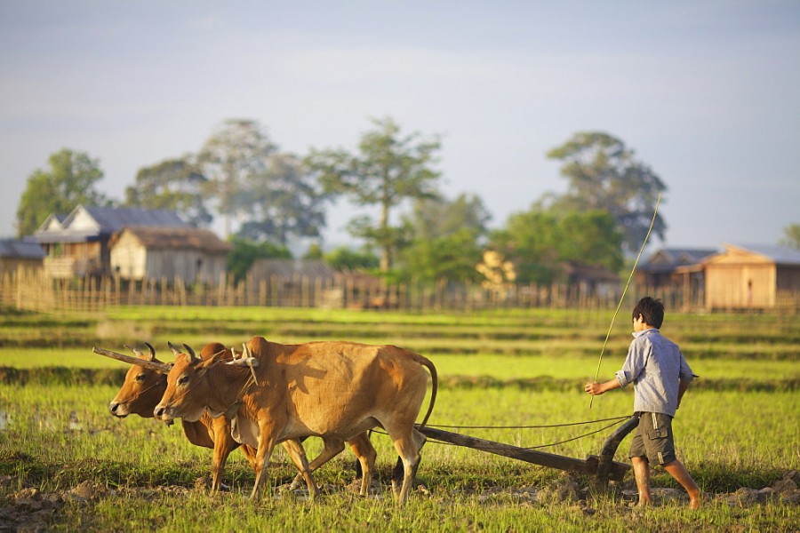 Driving forces behind small-farm transformation