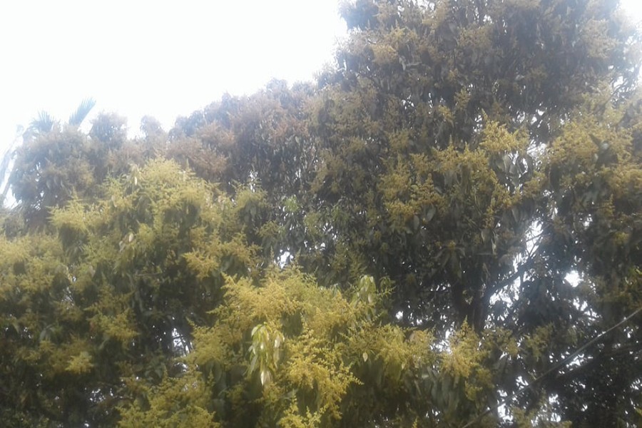 A view of a mango orchard at Maheshwarchanda village under Kaliganj upazila in Jhenidah — FE Photo