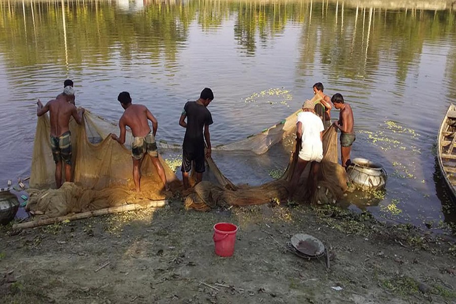 A group of cultivators catching catfish with a net from a pond in Adamdighi upazila of Bogura — FE Photo