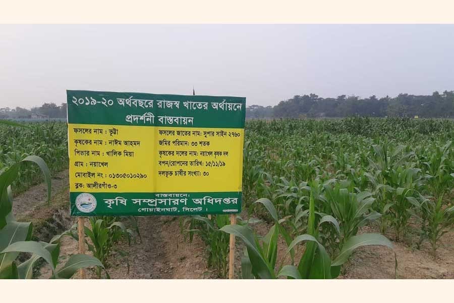 A demonstration plot of high-yielding maize 'Supershine-2760' set up by the Noyakhel farmers' group in Gowainghat upazila of Sylhet district — FE Photo