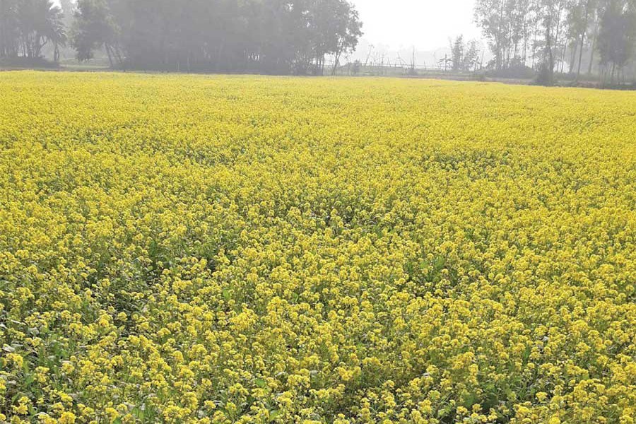 Mustard harvest going on in full swing in Joypurhat