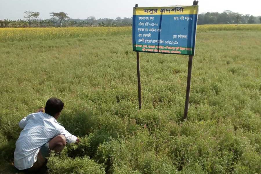 A BARI Musur-6 field in Provakardi under Muksudpur upazila of Gopalganj  	— FE Photo